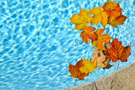 Leaves in a pool